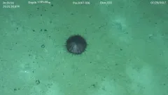 Sperosoma obscurum thumbnail 4