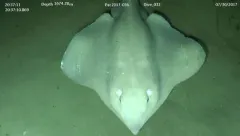 Pacific White Skate thumbnail 3