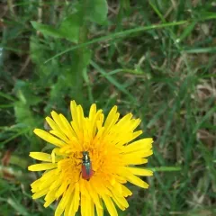 Scarlet Malachite Beetle thumbnail 4
