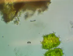 Xanthidium armatum thumbnail 2