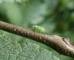 Psylla viridescens thumbnail 1