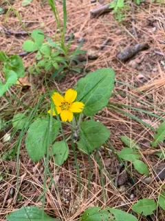 northern green-and-gold thumbnail 2