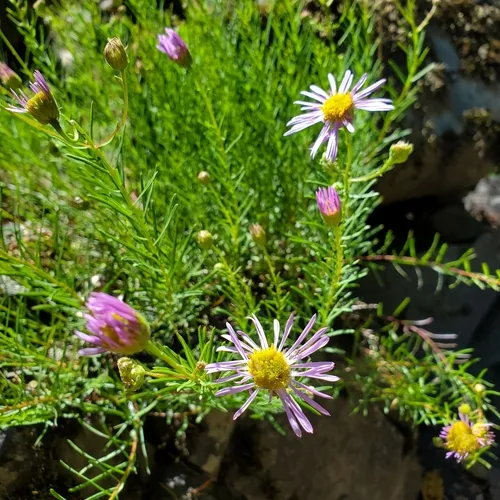 Leafy Fleabane