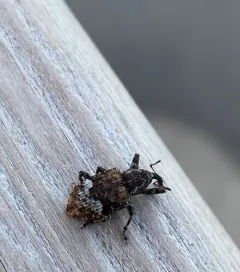 Conotrachelus neomexicanus thumbnail 3