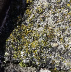 Hidden Goldspeck Lichen thumbnail 2