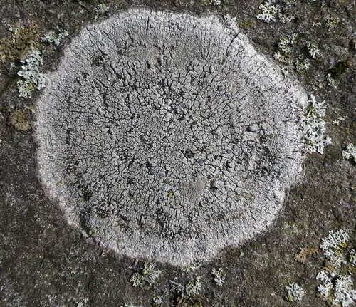 Blue-gray Sunken-disk