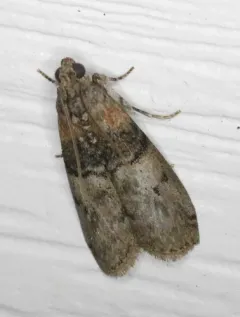 Tlascala Moth thumbnail 3