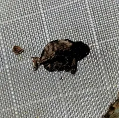 Cryptorhynchus fuscatus thumbnail 2
