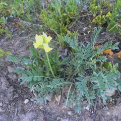 White Point-vetch thumbnail 3