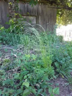 slender hairgrass thumbnail 3