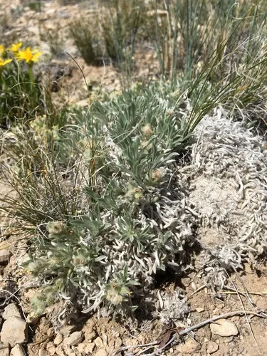 Tufted Cryptantha