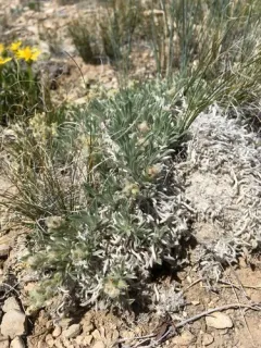 Tufted Cryptantha thumbnail 1