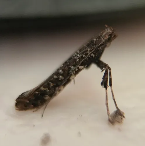 Cherry Leafroller Moth