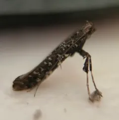 Cherry Leafroller Moth thumbnail 1