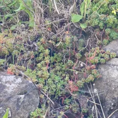 Oregon Stonecrop thumbnail 4