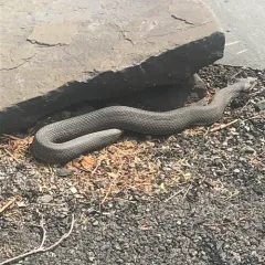 Eastern Hognose Snake thumbnail 3