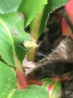 Amblytylus nasutus thumbnail 2