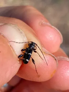 Phymatodes varius thumbnail 2