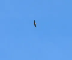White-throated Swift thumbnail 3