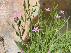 tall centaury thumbnail 3