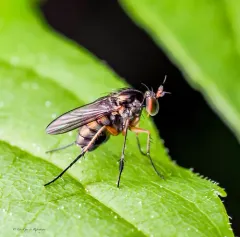 Dolichopus plumipes thumbnail 3