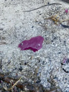 Lamprocystis purpurea thumbnail 2