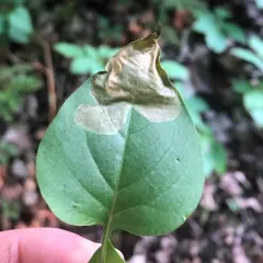 Lilac Leafminer Moth thumbnail 1