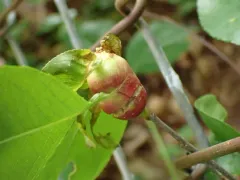 Contarinia cerasiserotinae thumbnail 1