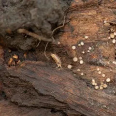 Least Pygmy Woodlouse thumbnail 2