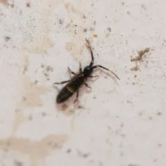 Belted Springtail thumbnail 4