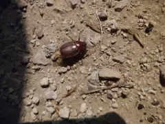 Phyllophaga crassissima thumbnail 2