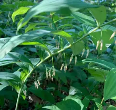 Solomon's-seal thumbnail 3