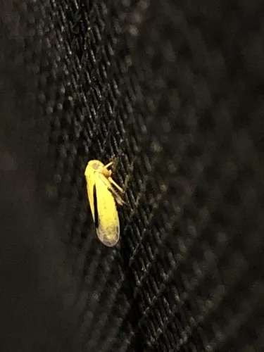 Oncopsis variabilis