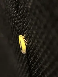 Oncopsis variabilis thumbnail 1