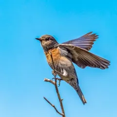 Western Bluebird thumbnail 2