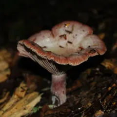 Lactarius subpurpureus thumbnail 4