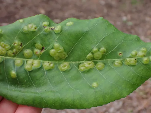 Phylloxera foveola