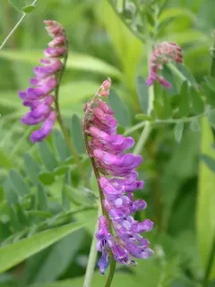 tufted vetch thumbnail 4