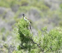 Black-throated Sparrow thumbnail 2