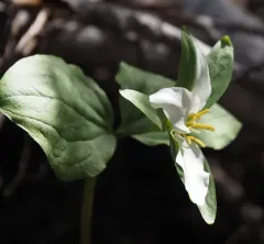 Wenatchee Mountains Trillium thumbnail 1