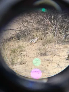 White-tailed Antelope Squirrel thumbnail 2