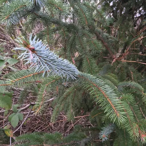 Sitka spruce