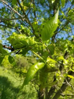 leafcurl ash aphid thumbnail 4