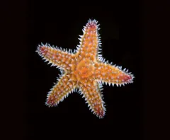 Northeastern Pacific Sea Star thumbnail 4