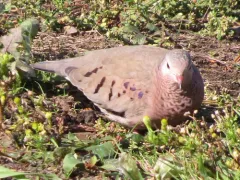 Common Ground Dove thumbnail 2