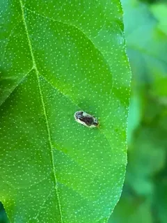 Gibbous Death-watch Beetle thumbnail 2