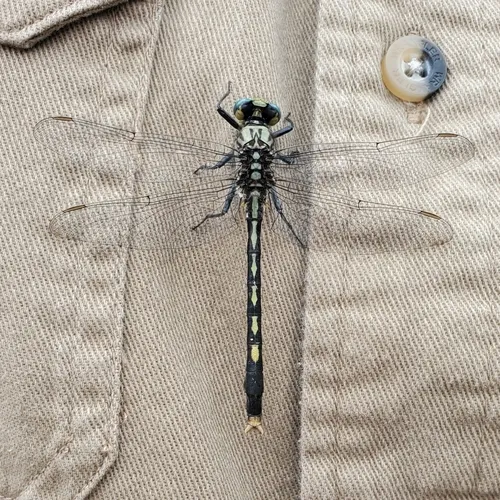 Unicorn Clubtail