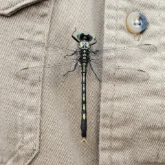 Unicorn Clubtail thumbnail 1