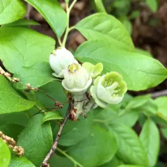 Lingonberry Gall thumbnail 3