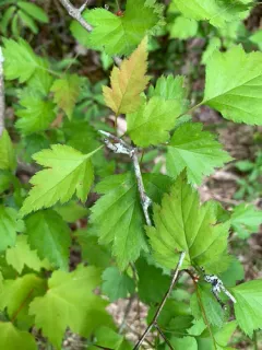 parsley hawthorn thumbnail 1